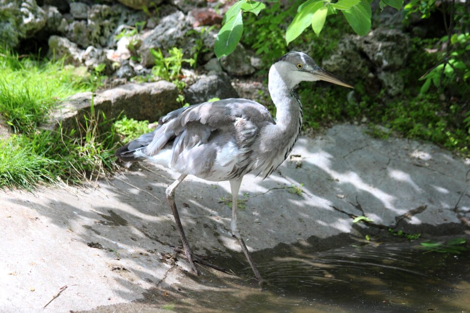 Bird long-legged wading birds