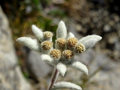 Edelweiss, Leontopodium alpinum, Astéracées 