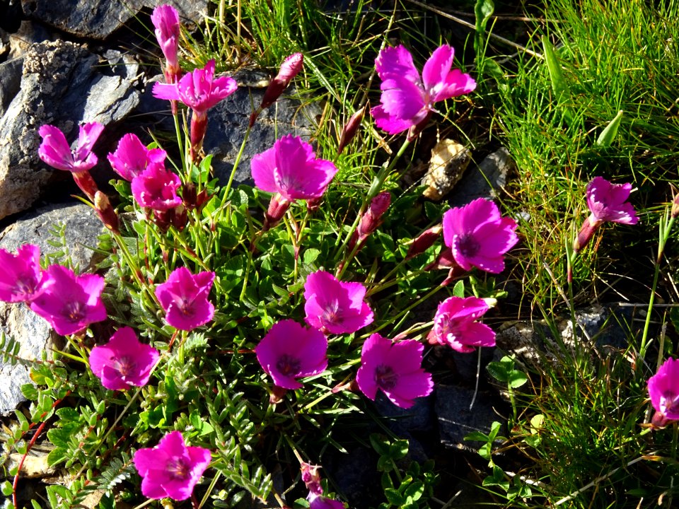 Œillet des Alpes, Dianthus alpinus, Caryophyllacées 