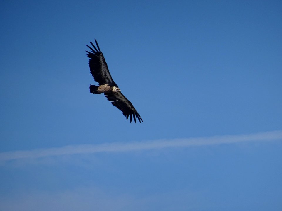 Un vautour en vol 
