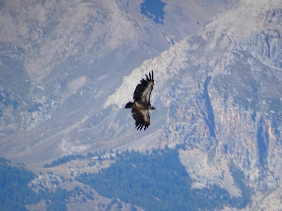 Un vautour en vol 