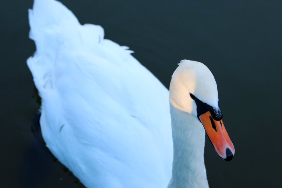 Lake water animal