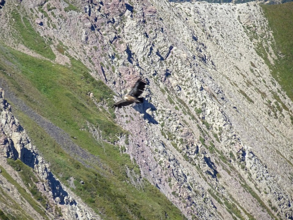 Un vautour en vol 