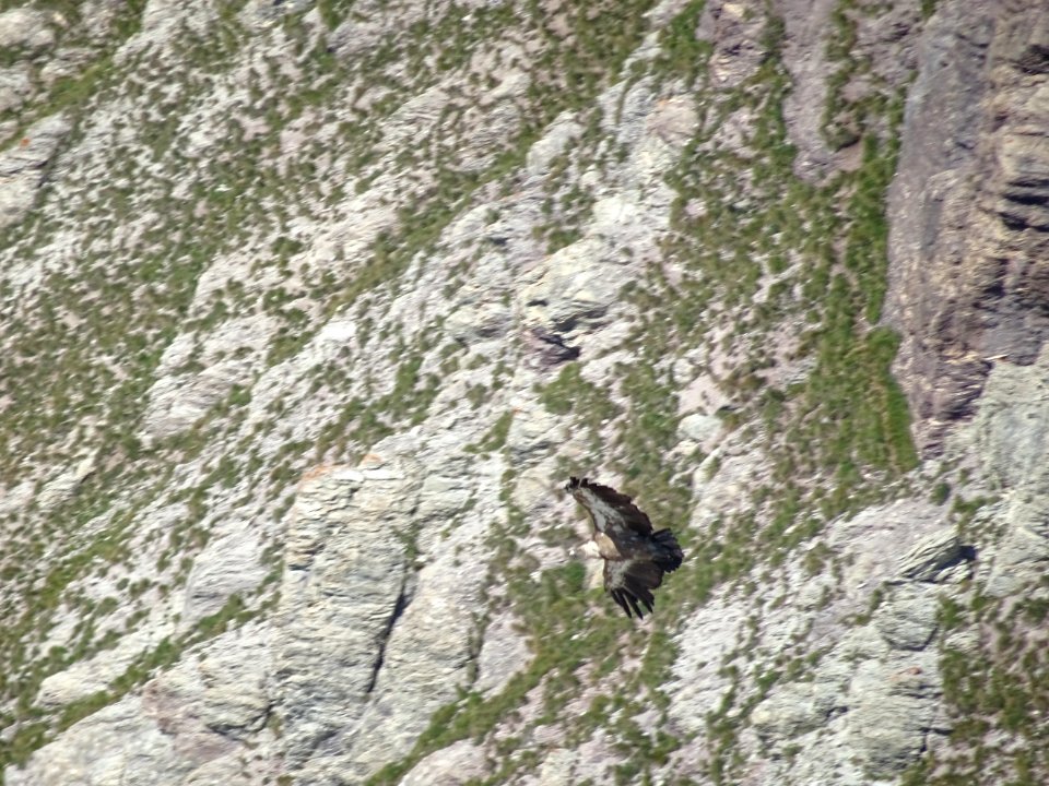 Un vautour en vol 