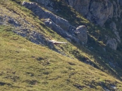 Un vautour en plein vol 