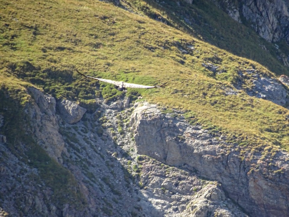 Un vautour en plein vol 