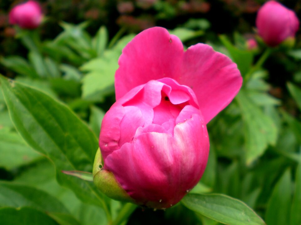 Pentecost flower peony paeonia