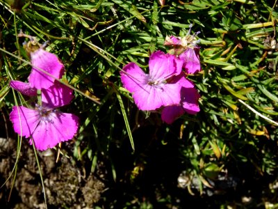Œillet des Alpes, Dianthus alpinus, Caryophyllacées 