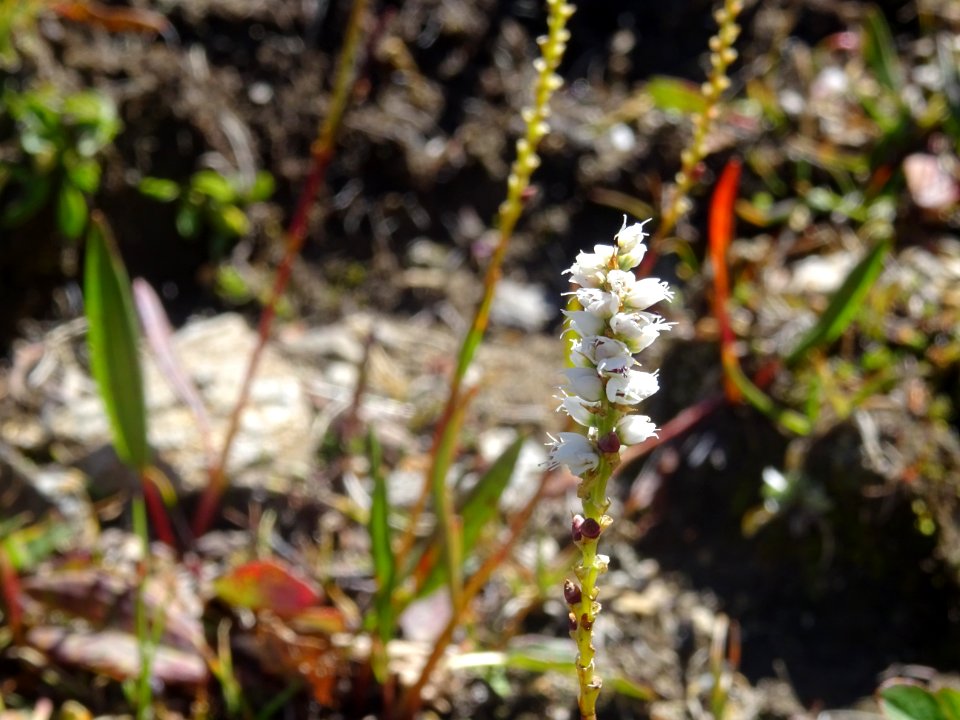 Renouée vivipare, Bistorta vivipara, Polygonacées. Plante … 