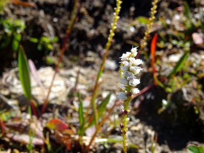 Renouée vivipare, Bistorta vivipara, Polygonacées. Plante … 