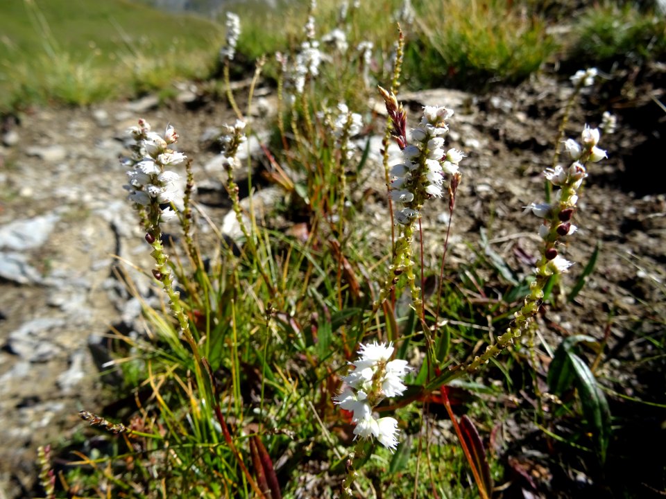 Renouée vivipare, Bistorta vivipara, Polygonacées. Plante … 