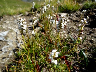 Renouée vivipare, Bistorta vivipara, Polygonacées. Plante … 