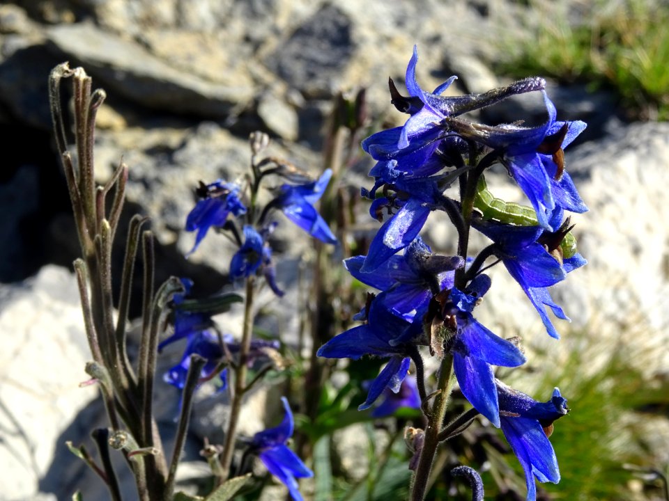 Dauphinelle élevée, Delphinium elatum, Renonculacées 