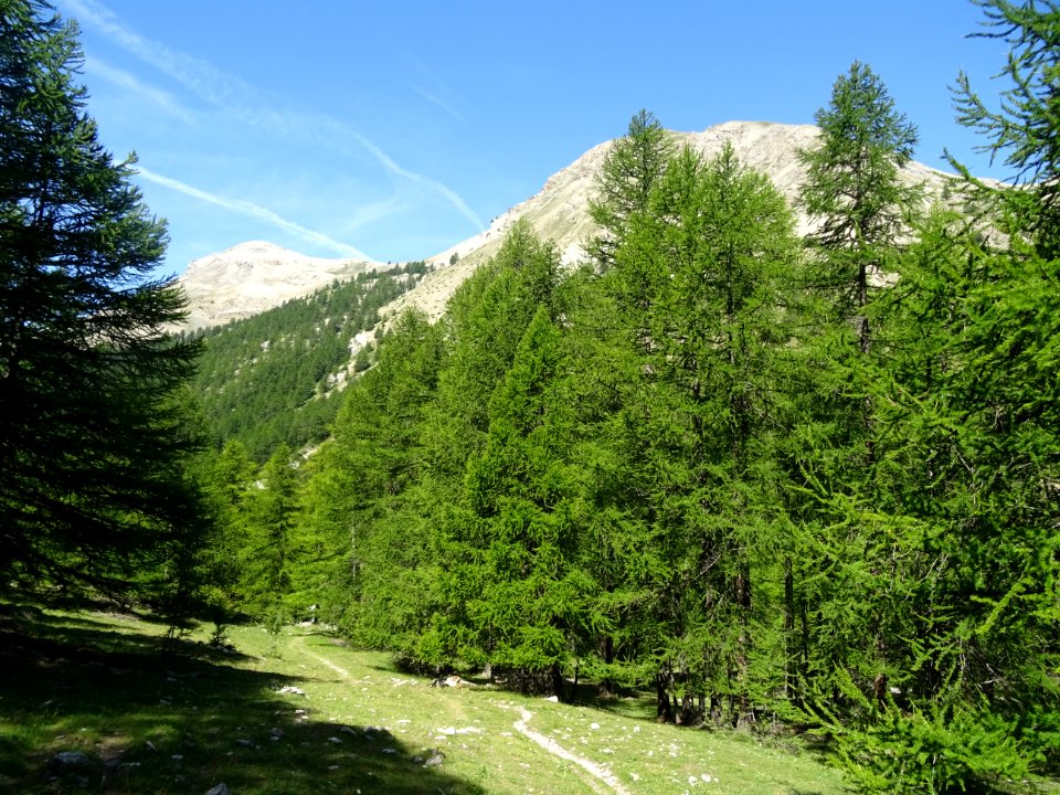 Les mélèzes verts et fiers ... 