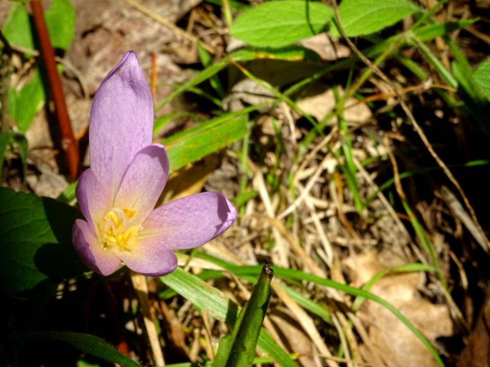 Colchique d'automne, Colchicum autumnale, Liliacées 