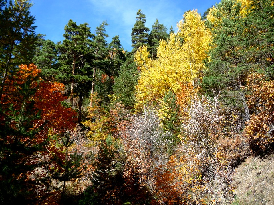 Les couleurs de l'automne, au-dessus des Vigneaux 