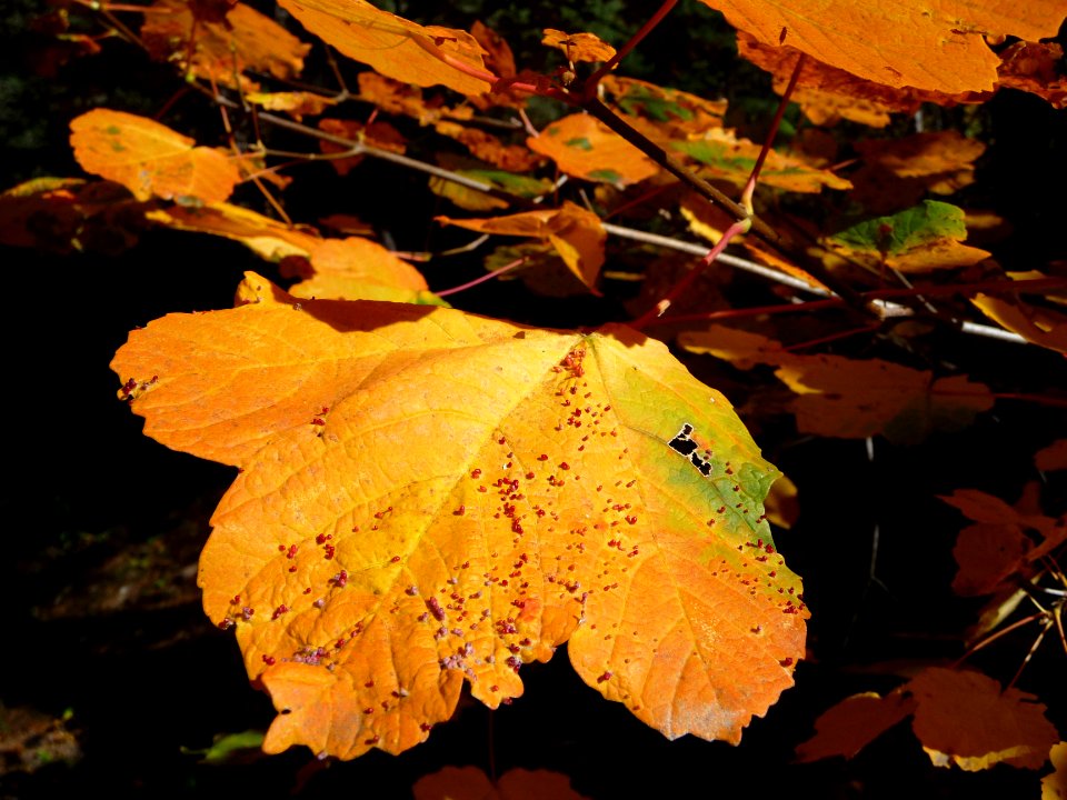 Les couleurs de l'automne, au-dessus des Vigneaux 