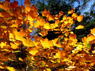 Les couleurs de l'automne, au-dessus des Vigneaux 