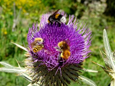Cirse laineux, Cirsium eriophorum, Asteracées 