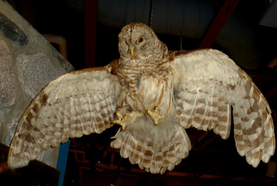 Bird of prey wings eyes beak