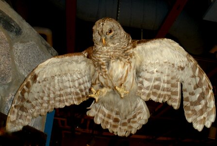 Bird of prey wings eyes beak