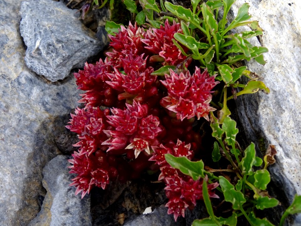 Orpin noirâtre ou Sédum noirâtre, Sedum atratum, Crassulac… 