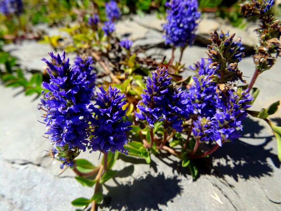 Véronique d'Allioni ou Thé des Alpes, Veronica allionii, P… 