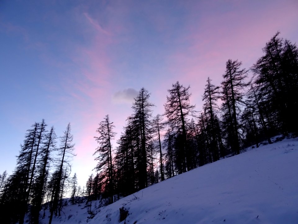Mélèzes et nuages roses dans le ciel 