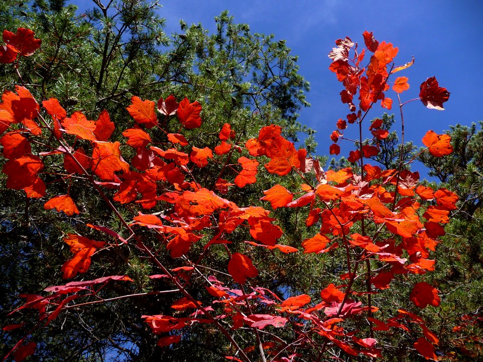 Les couleurs de l'automne, au-dessus des Vigneaux 