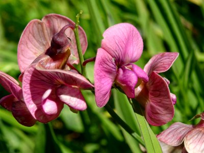 Gesse à feuilles différentes, Lathyrus heterophyllus, Faba… 