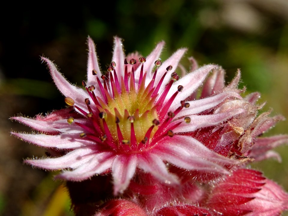 Joubarbe du calcaire, Sempervivum calcareum, Crassulacées 