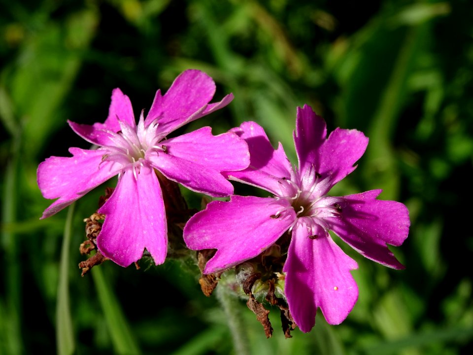 Oeillet de dieux, Lychnis flos-jovis = Silene flos-jovis, … 
