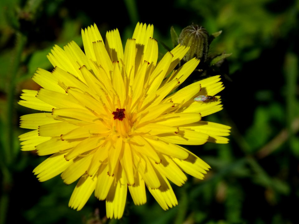 Picride fausse épervière, Picris hieracioides, Astéracées 