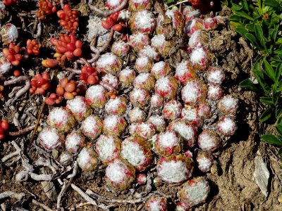 Joubarbe à toile d'araignée, Sempervivum arachnoideum, Cra… 