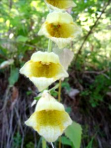 Digitale à grandes fleurs, Digitalis grandiflora, Plantagi… 