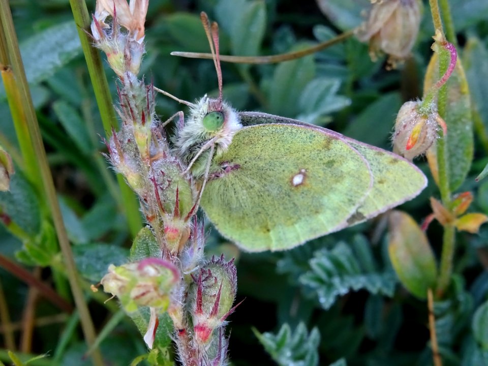 Papillon vert ... piéride à identifier ... 