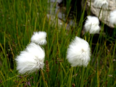 Linaigrette à feuilles étroites, Eriophorum angustifolium,… 