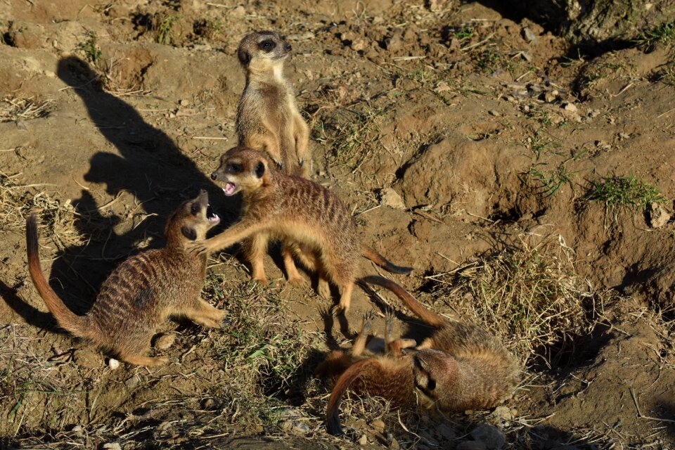 Family mammal curious