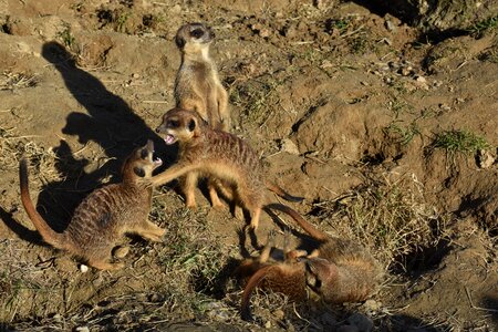 Family mammal curious