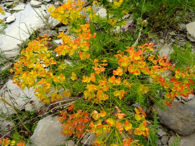 Euphorbe petit-cyprès, Euphorbia cyparissias, Euphorbiacée… 
