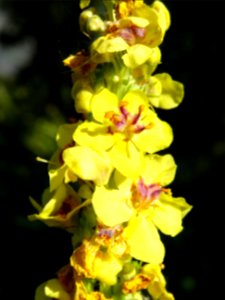 Molène noire, Verbascum nigrum, Scrophulariacées 