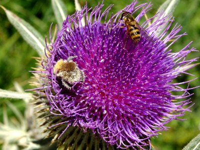 Cirse laineux, Cirsium eriophorum, Asteracées 