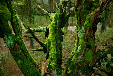 Tree trunk lichen bark
