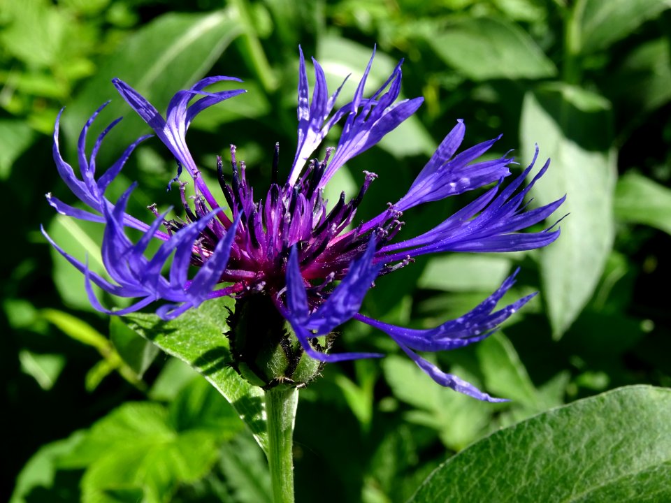 Centaurée de montagne, Cyanus montanus = Centaurea montana… 