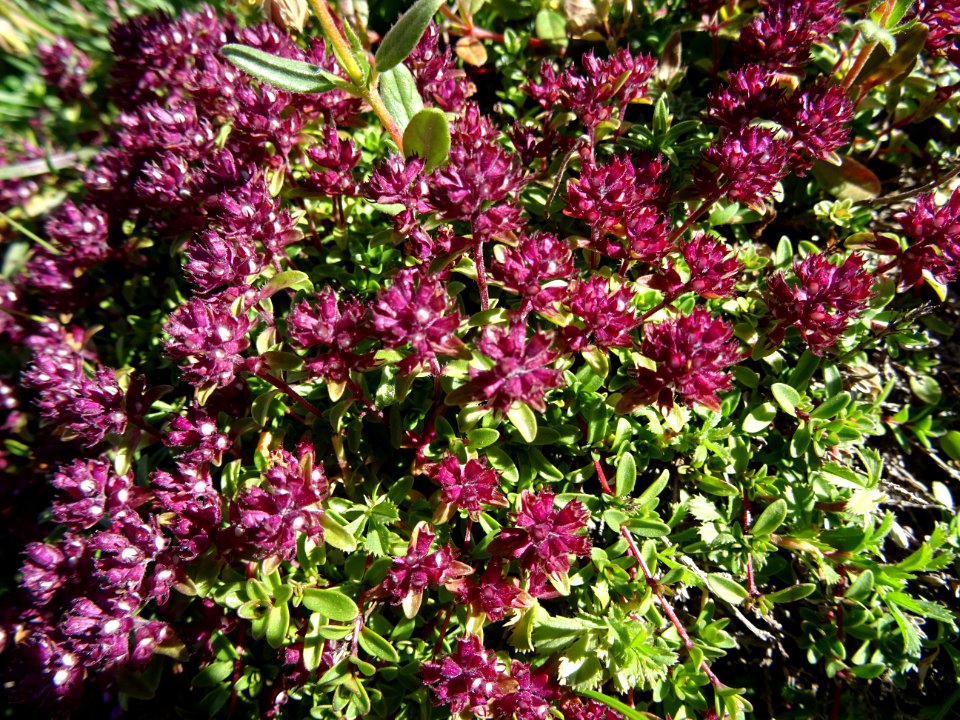 Serpolet ou Thym serpolet, Thymus serpyllum, Lamiacées 