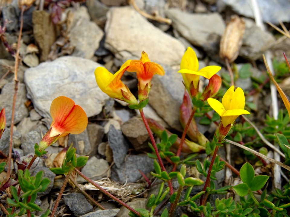 Lotier des Alpes, Lotus corniculatus subsp. alpinus = Lotu… 