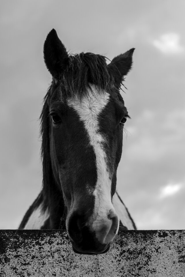 Field haras animals