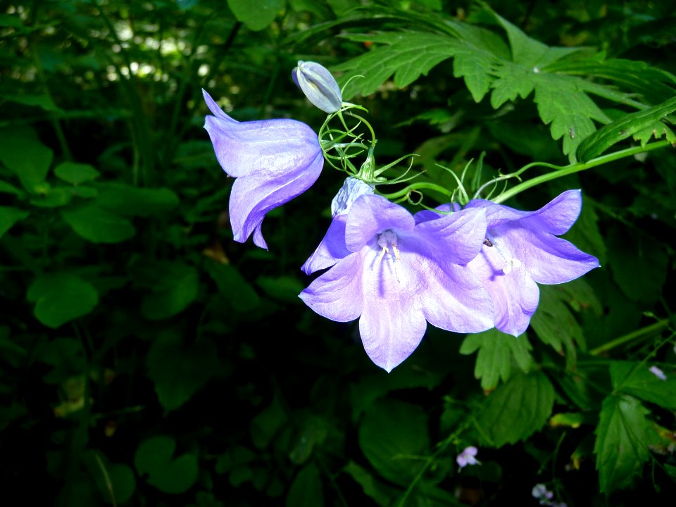 Campanule rhomboïdale, Campanula rhomboidalis, Campanulacé… 