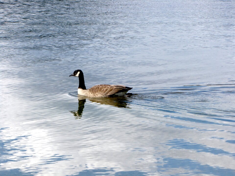 Nature duck reflection