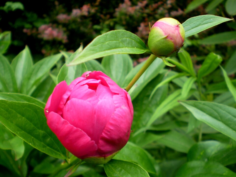 Closed flower peony red peony